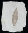 Fossil Cedrelospermum nervosum Leaf - Green River Formation #20324-1